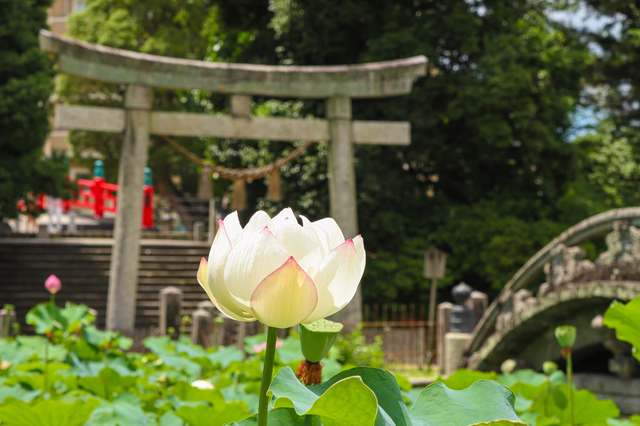 岡崎・伊賀八幡宮の蓮