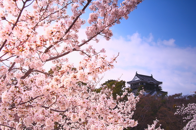 岡崎城と桜