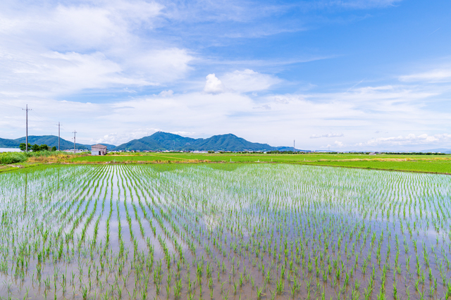 岡山の田んぼ