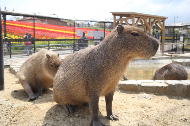 自然や動物との触れ合い