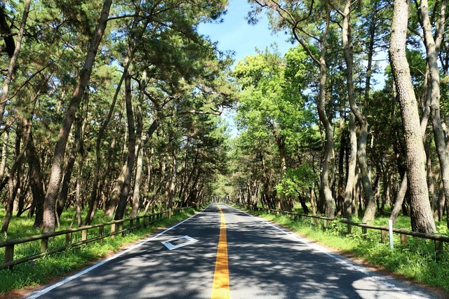 虹の松原に通る道路