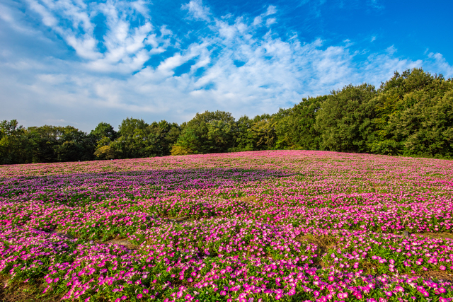 武蔵丘陵森林公園