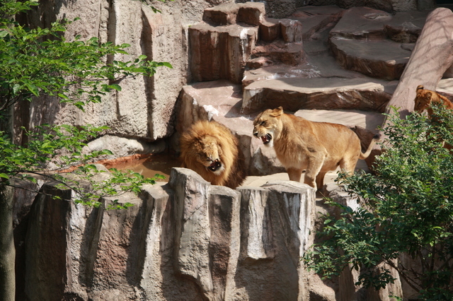 自然豊かな動物園