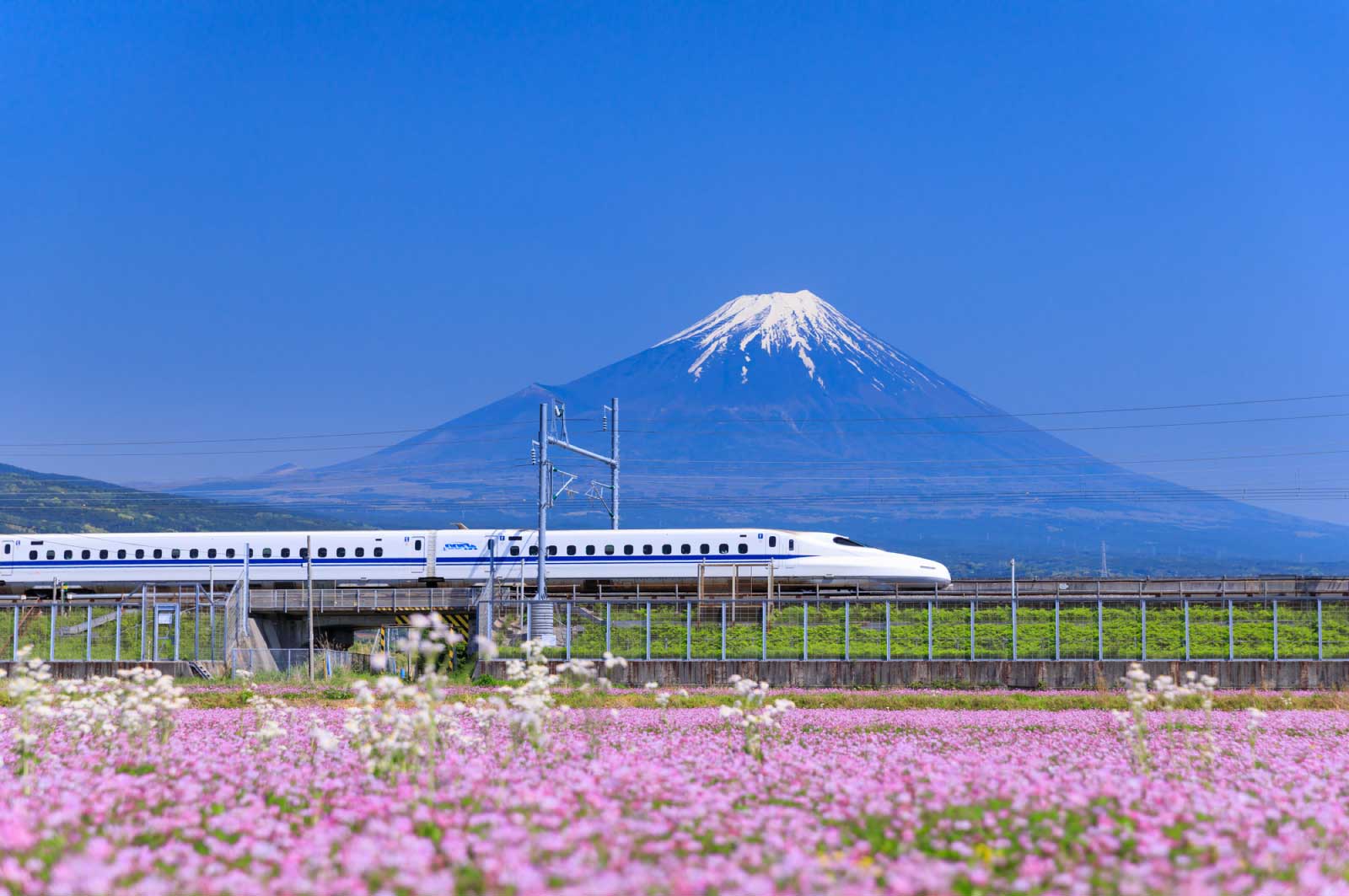 高校生までは静岡で過ごし