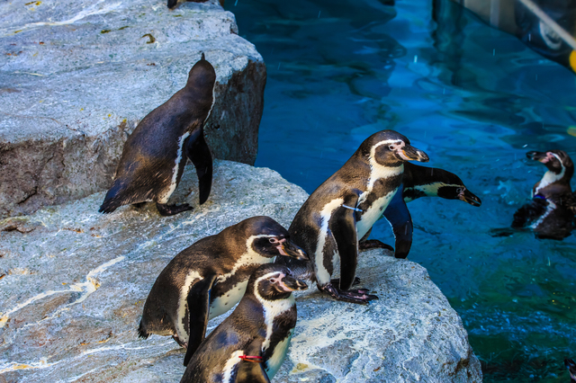 水族館のペンギン