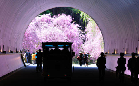 ミホミュージアムの桜のトンネル