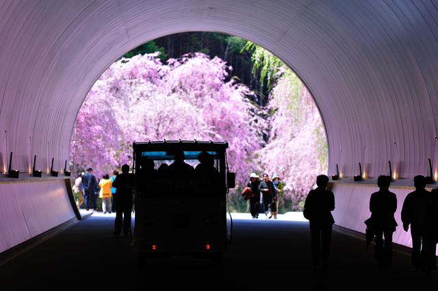 ミホミュージアムの桜のトンネル