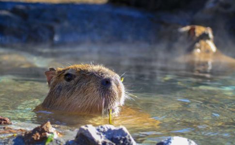 カピバラが温泉に入った姿