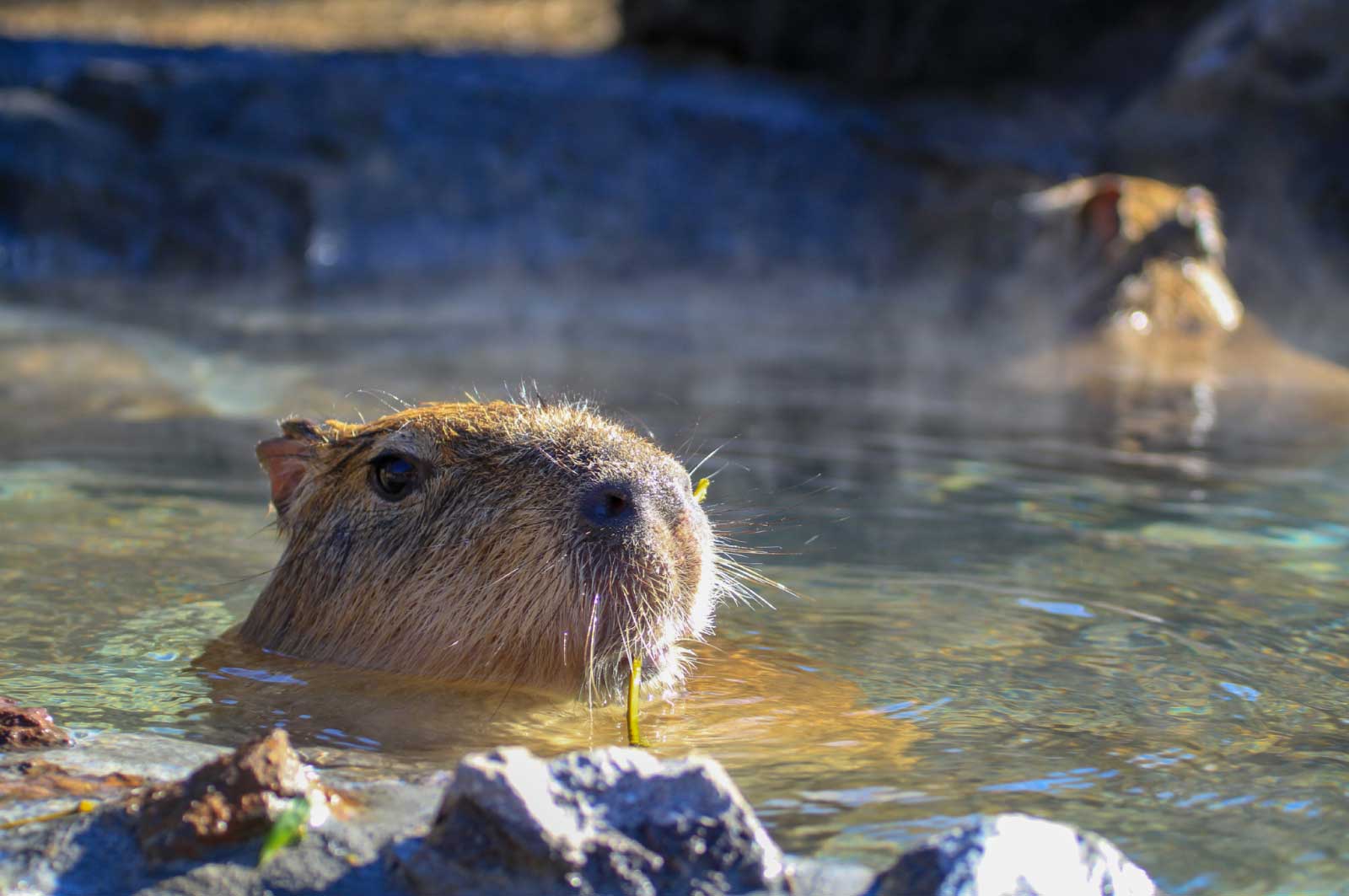 カピバラが温泉に入った姿