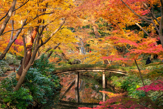 六義園の紅葉