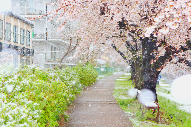 立川市根川緑道