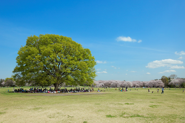 昭和記念公園