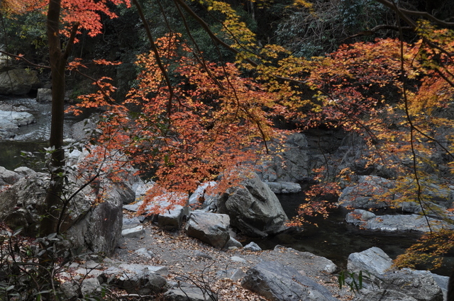 摂津峡公園の紅葉（秋）