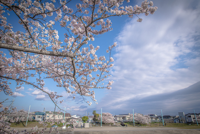 さくら公園（高槻）