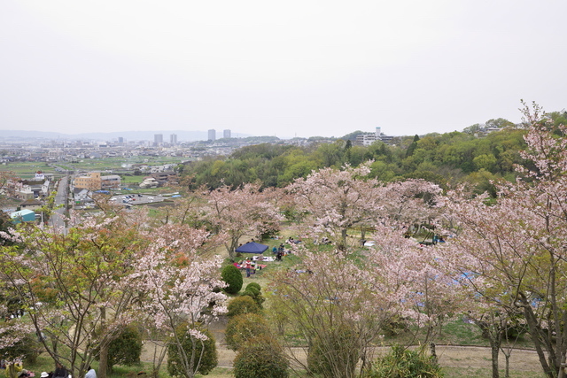 摂津峡公園（高槻）の桜