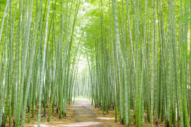 若山農場