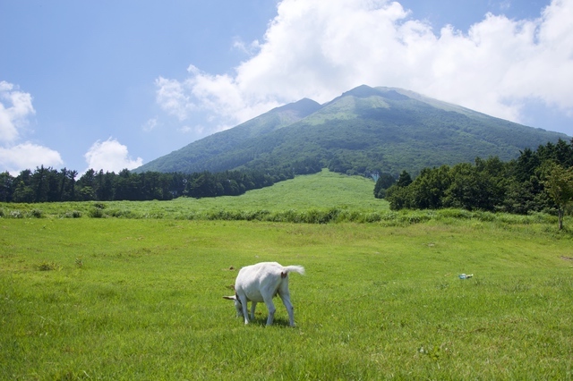 大山桝水高原（鳥取）