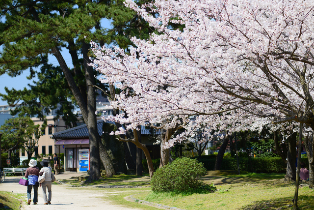 春の湊山公園