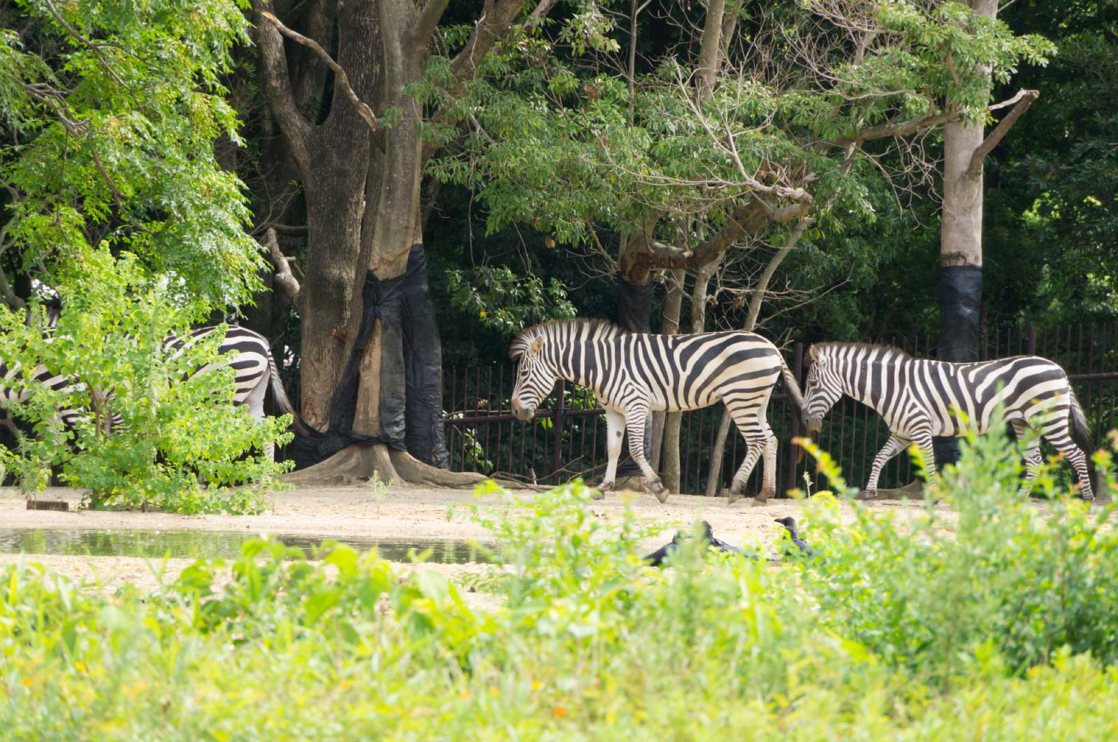 一緒に行けば楽しいかなと思って動物園に行ってみた