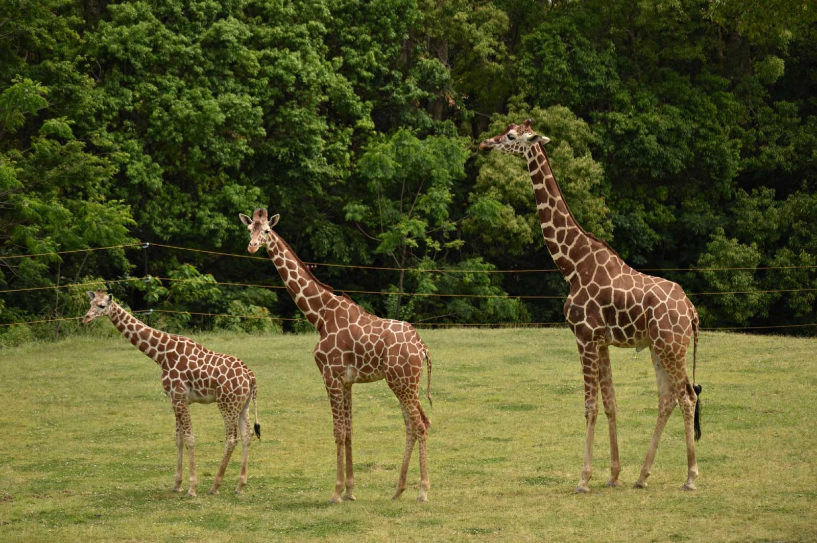 のんほいパーク 豊橋総合動植物公園