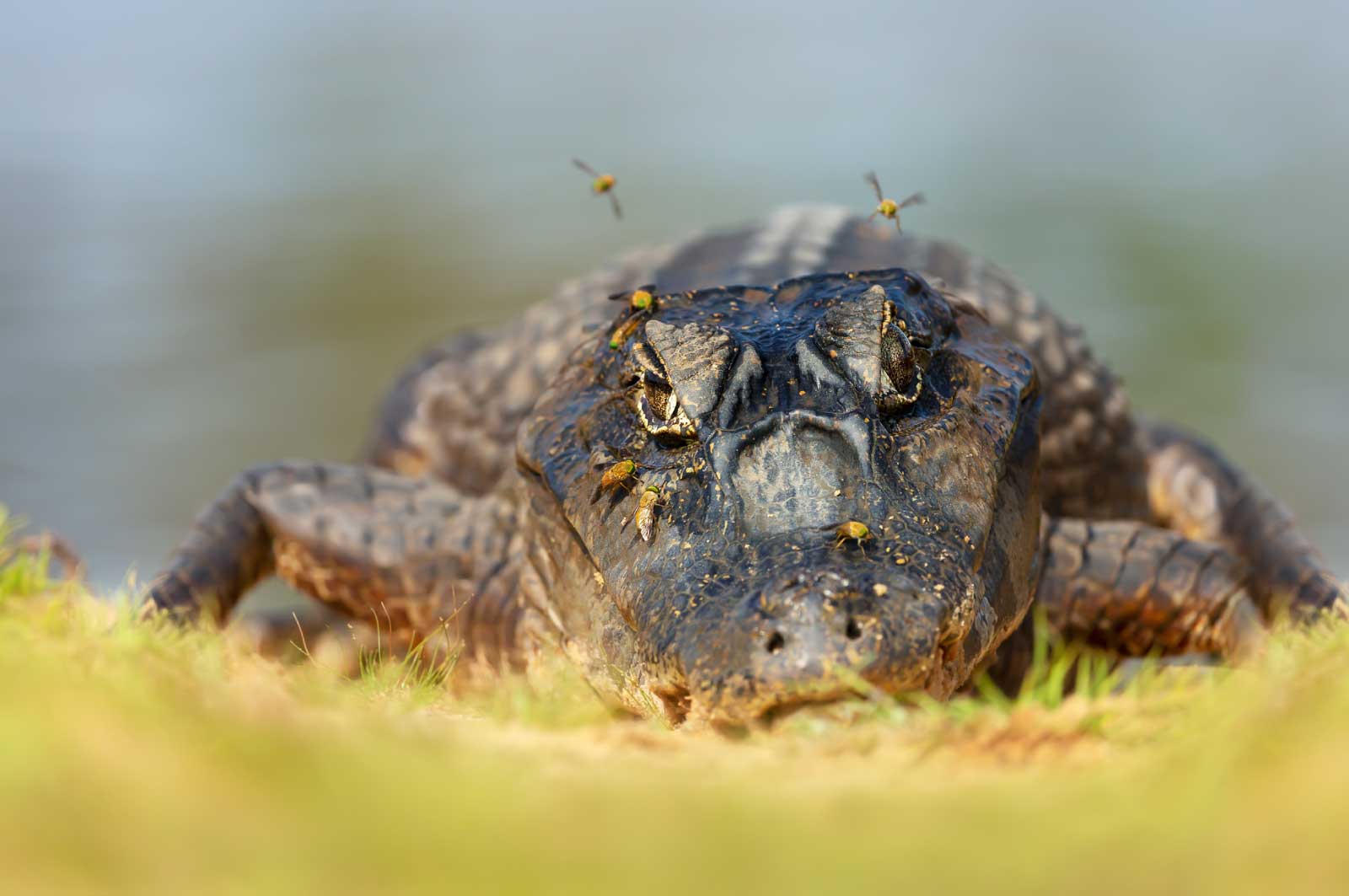 豊中にゆかりのあるワニ