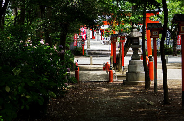 豊中稲荷神社と紫陽花