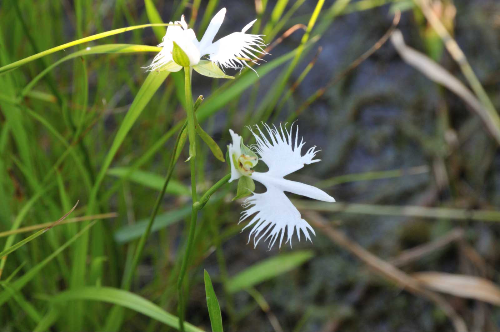 湿性植物、高山性植物、食虫植物等がなんと250種類も自生