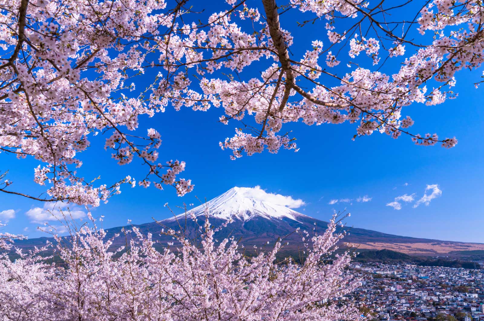 富士山などは日本中で有名な世界遺産