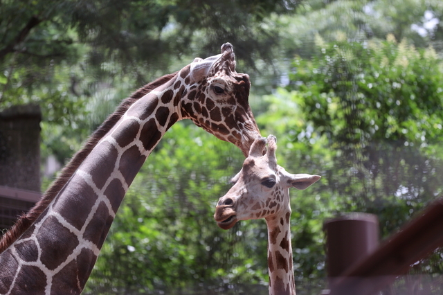 上野動物園のキリン