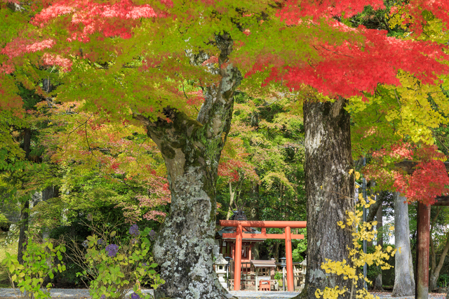 高野山には鳥居もある