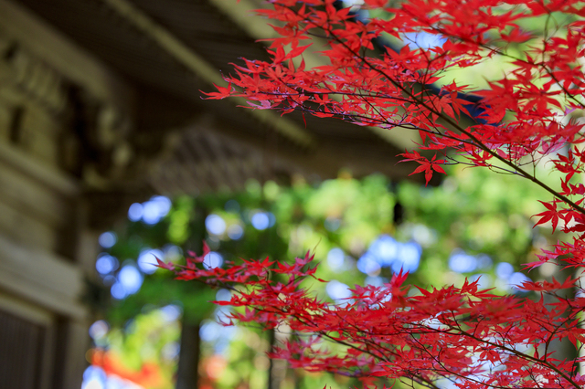 高野山の紅葉