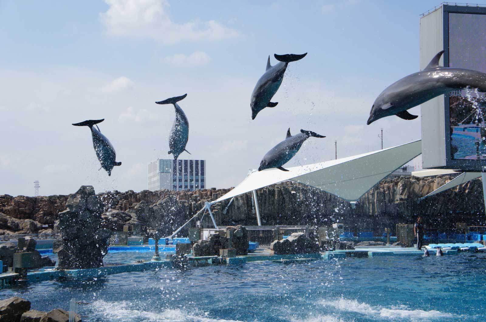 名古屋港水族館のイルカとシャチのショー