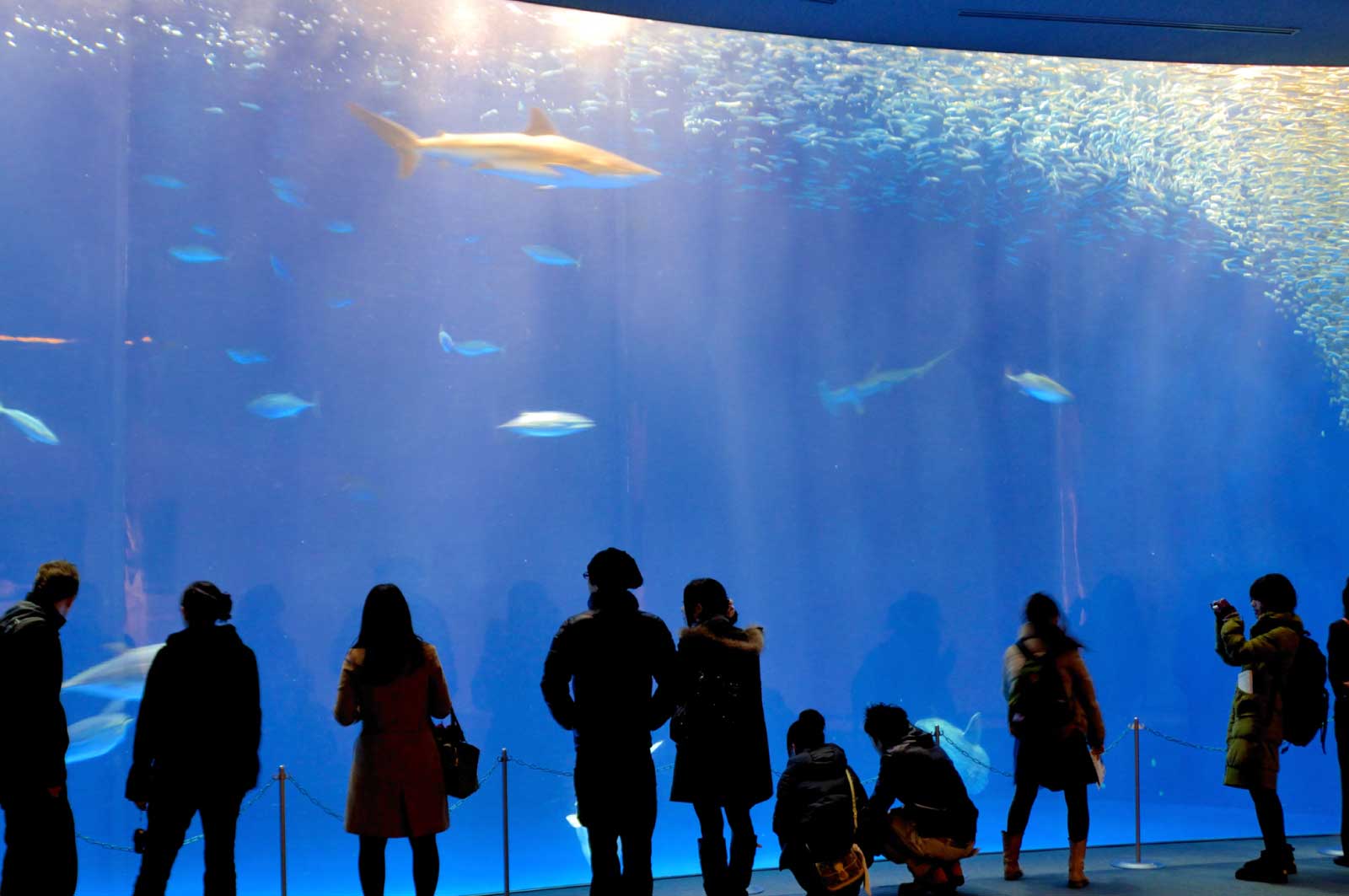 名古屋港水族館