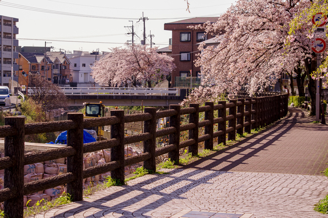 大阪・豊中の桜並木