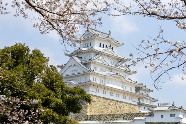 姫路城の桜