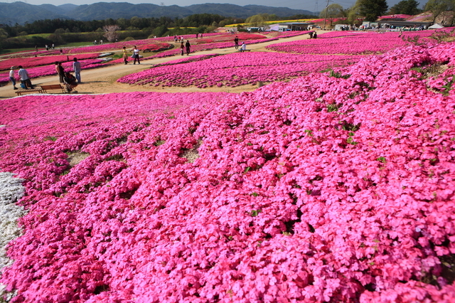 花夢の里