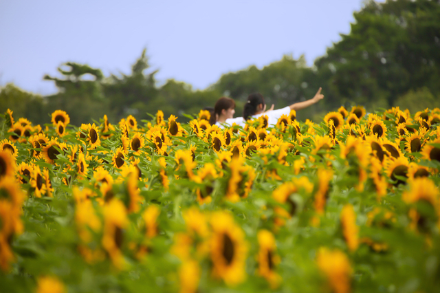 夏の世羅高原農場