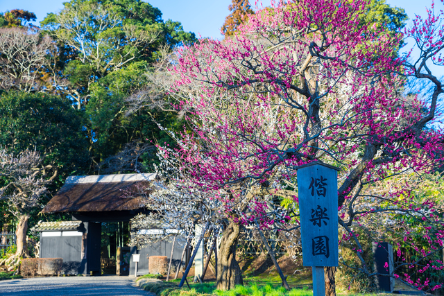 偕楽園（茨城）