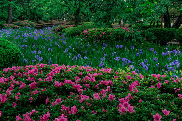 兼六園の花