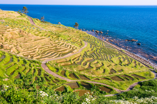 海沿いに広がる白米千枚田