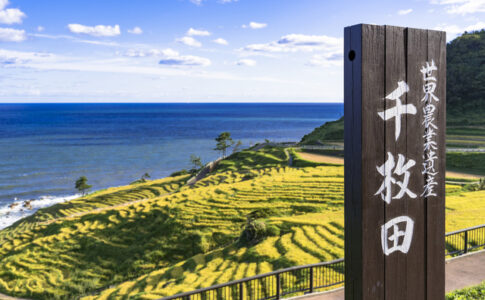 世界農業遺産となった白米千枚田