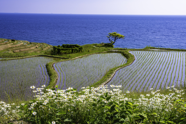 田植えを終えた白米千枚田（石川）