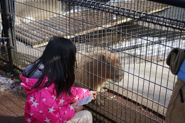 盛岡市動物公園のカピバラ