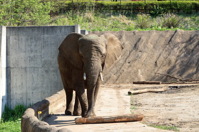 盛岡市動物公園