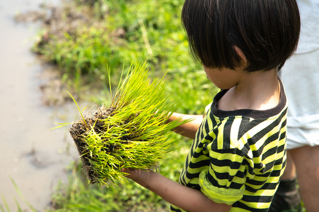 田植え体験をする息子