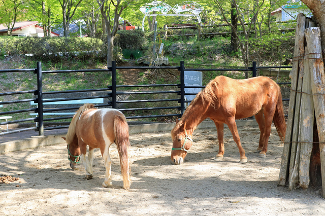 盛岡市動物公園のポニー