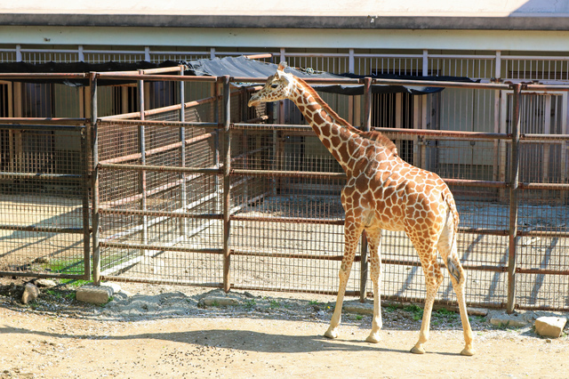 盛岡市動物公園（岩手）