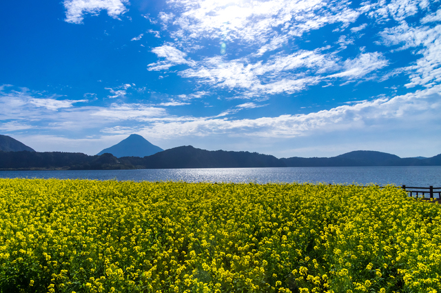 池田湖と菜の花畑