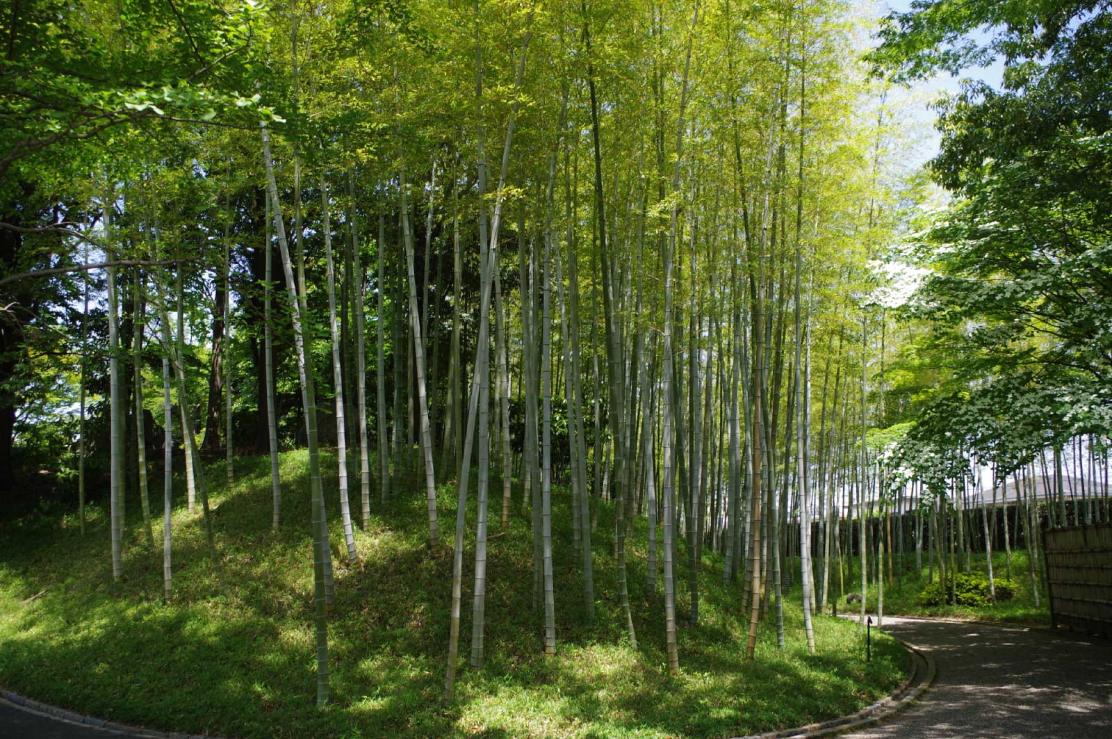 園内には1,400本もの木が植えられている