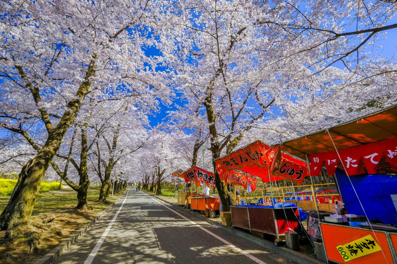 赤城南面千本桜まつり